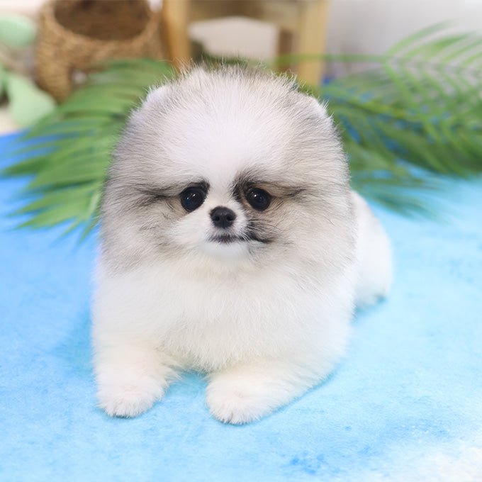 Pomeranian - Chaechae (Male)