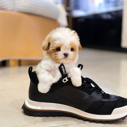 Maltipoo - Geti (Male) $4200