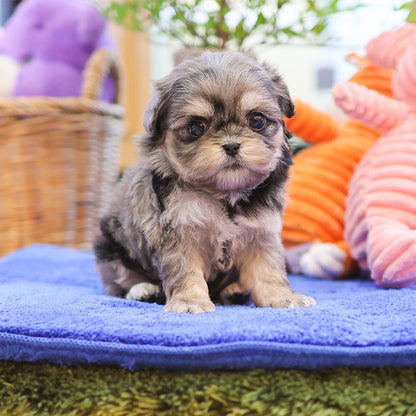 Maltipoo - Nunu (Female)