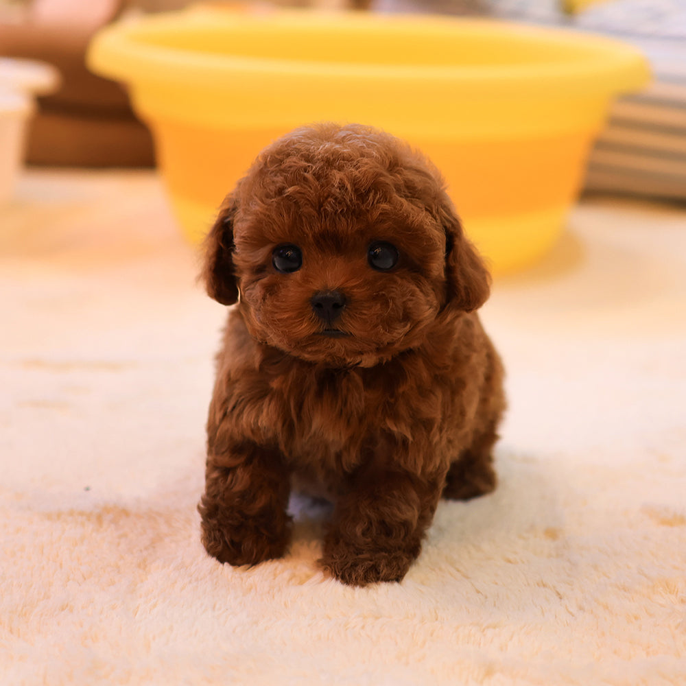 Poodle - Tijen (Female) $3400