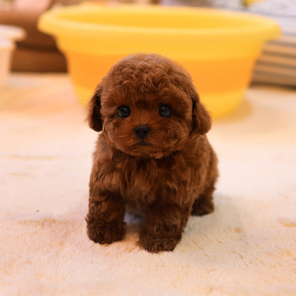 Poodle - Tijen (Female) $3400