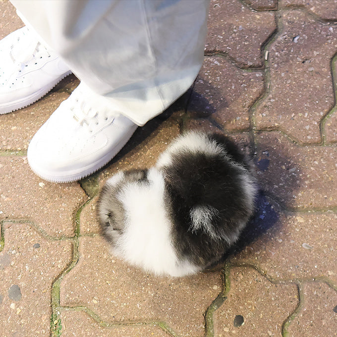 Pomeranian - Angpang (Female)