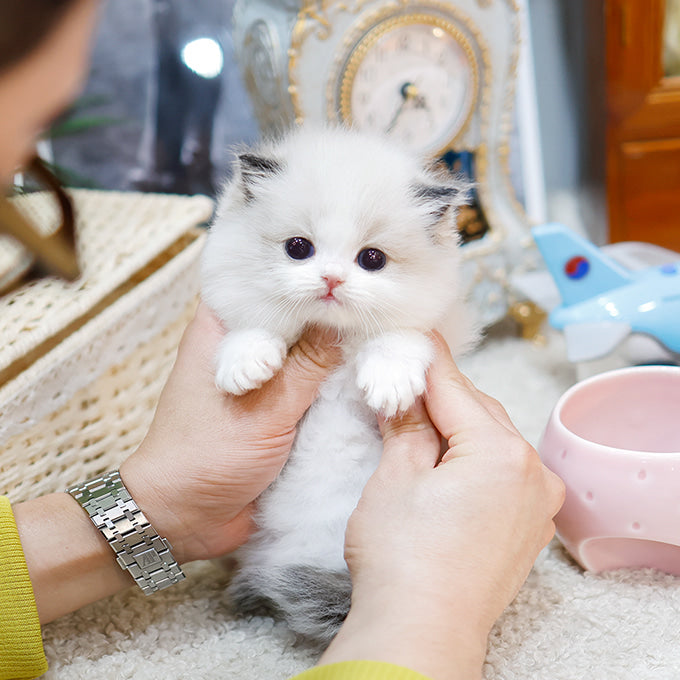 Ragdoll - Gongju (Female)