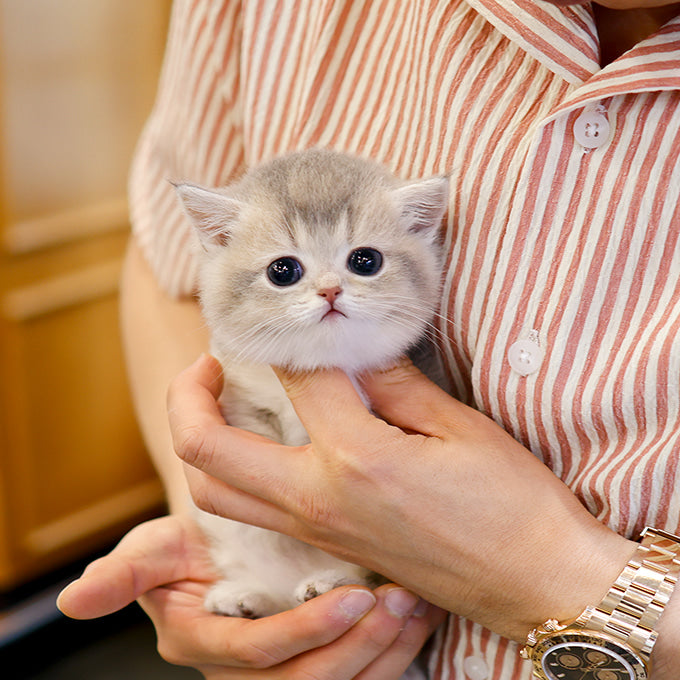 Munchkin - Rusi (Male)