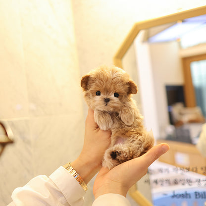 Maltipoo - Luna (Female) $5200