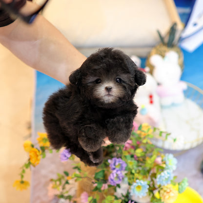 Poodle - Kkomdol (Male) $5400