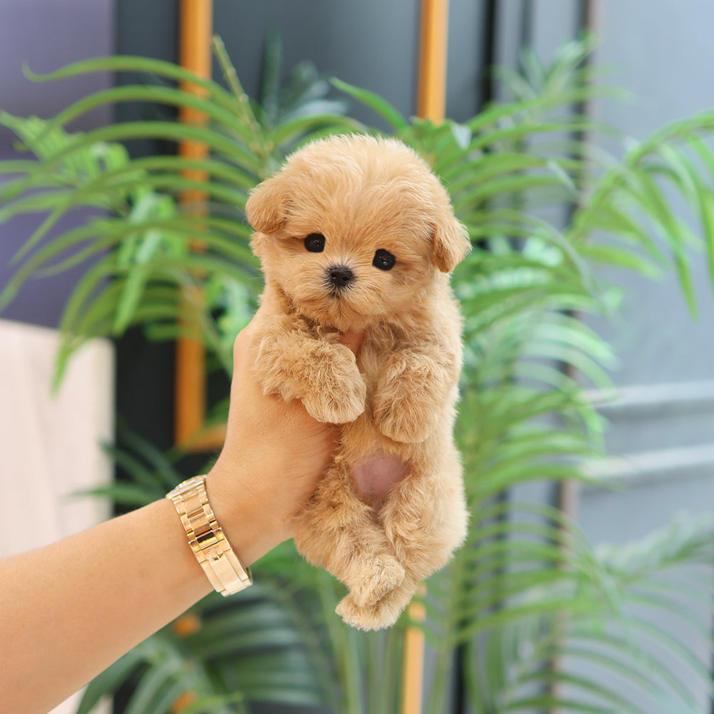 Maltipoo - Joppong (Male) $3400