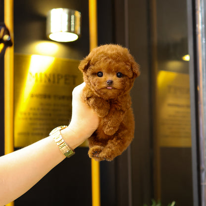 Poodle - Kkuram (Female) $4000