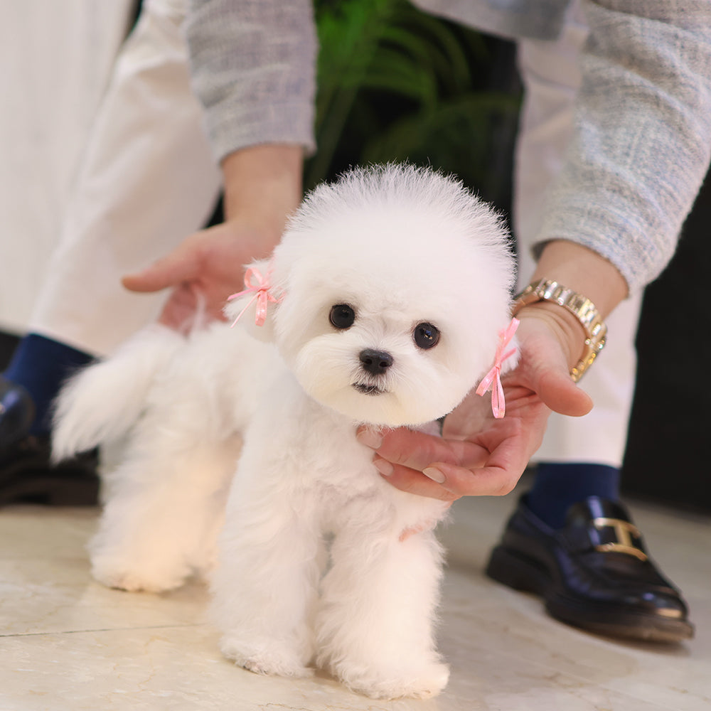 Bichon Frise - Myeonbong (Male) $2200
