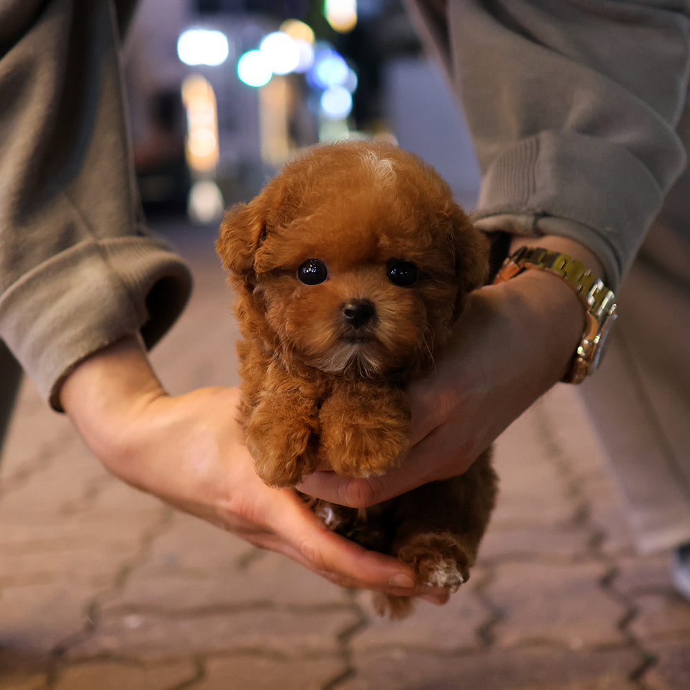 Poodle - Jipeu (Female) $3400