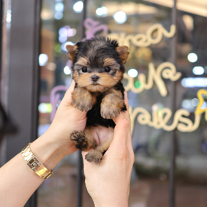 Yorkshire Terrier - Hamong (Female) $3000