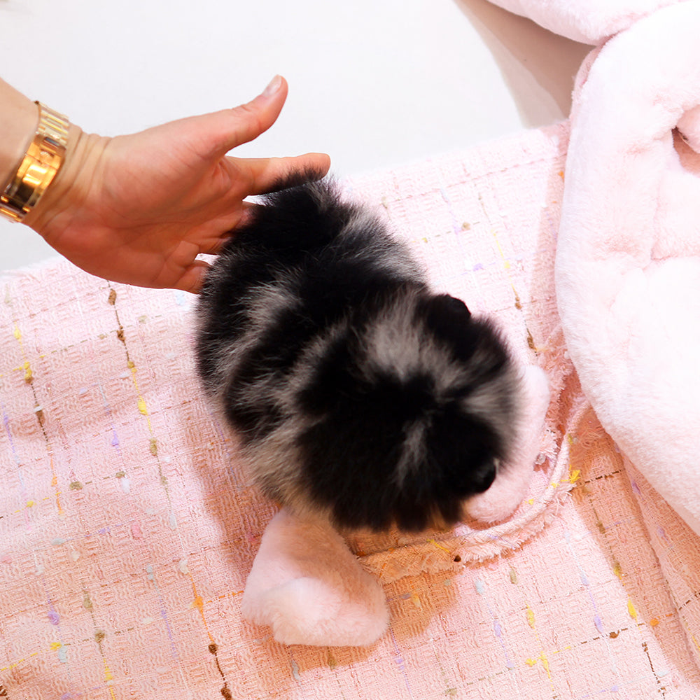 Pomeranian - Kanchyo (Male) $2500