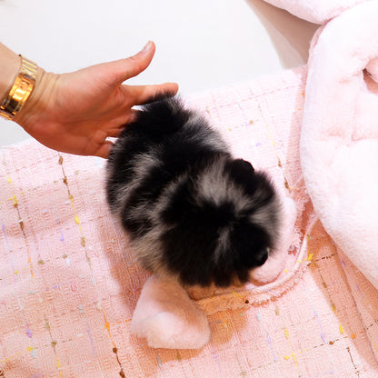 Pomeranian - Kanchyo (Male) $2500