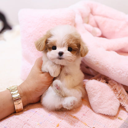 Maltipoo - Luiu (Female) $3400