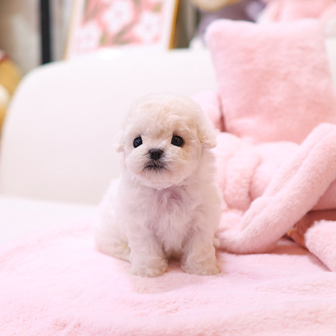 Bichonfrise - Hachi (Male)