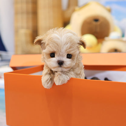 Maltipoo - Darong (Female) $3500