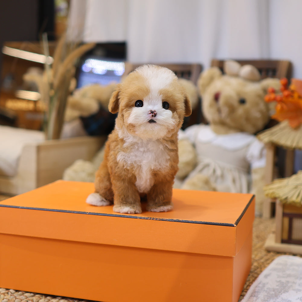 Poodle - Kkuri (Male) $5200