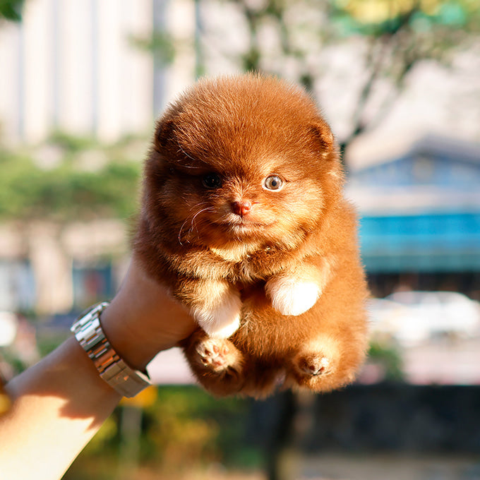 Pomeranian - Pini (Female)