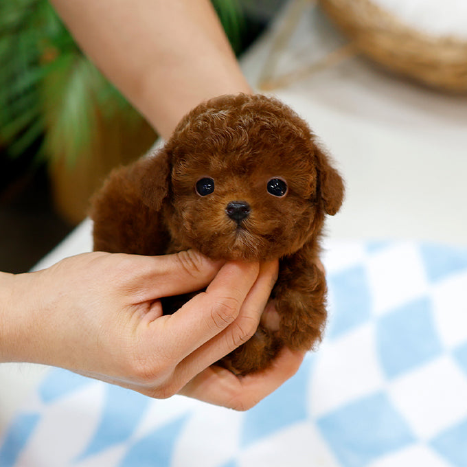 Poodle - Gimjji (Male)