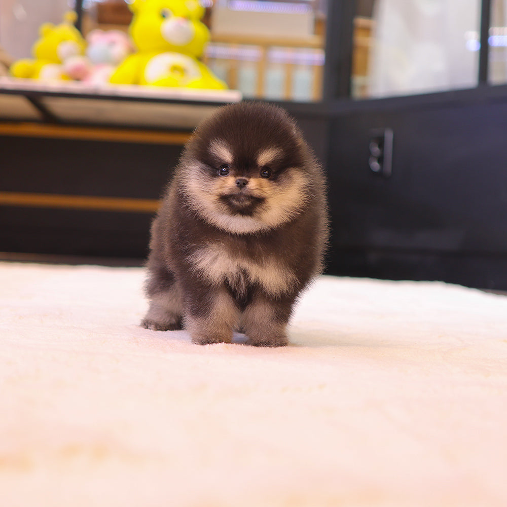 Pomeranian - Tayo (Female) $3300