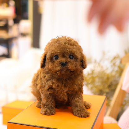 Poodle - Kuri (Male)