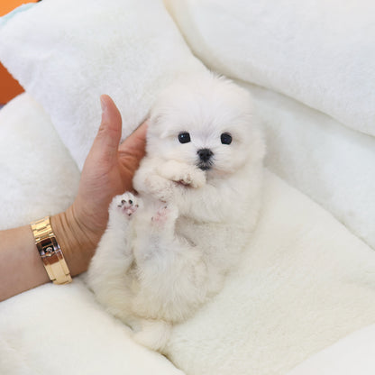 Maltese - Hyoa (Female) $2400