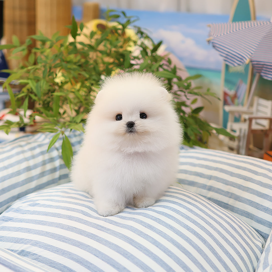 Pomeranian - Sagwa (Male) $3000