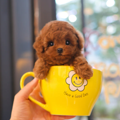 Poodle - Kkuram (Female)