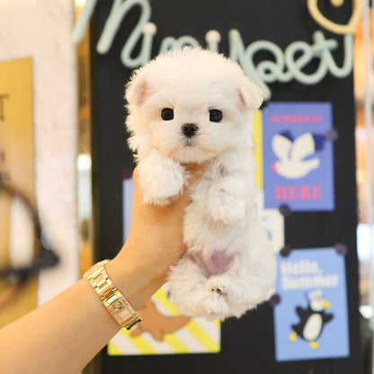 Maltese - Kanu (Male)