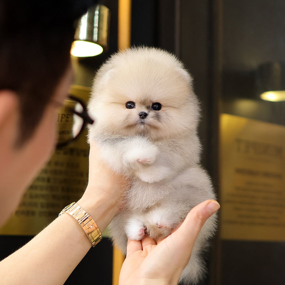 Pomeranian - Ppuni (Female) $5200