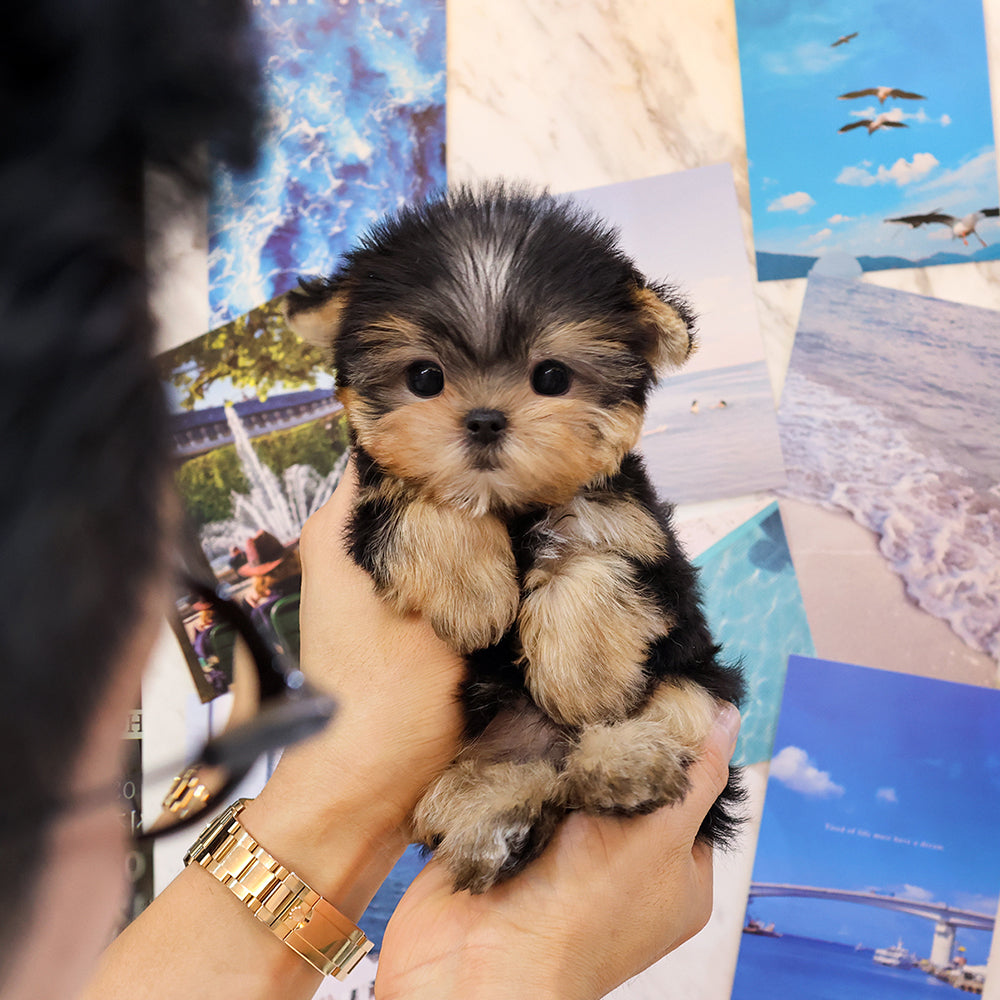 Yorkshire Terrier - Ttalgi (Male) $2400