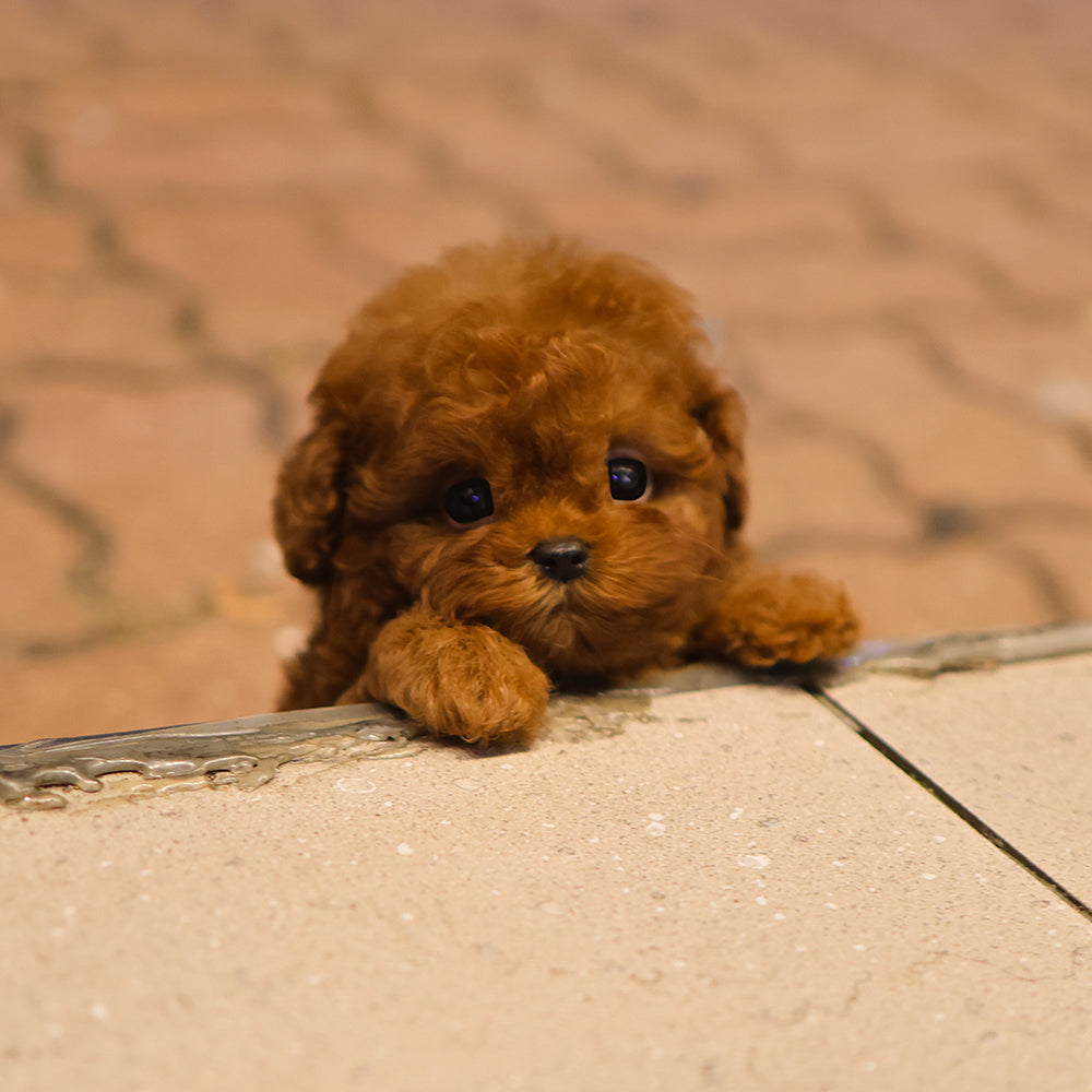 Poodle - Rona (Male) $4800