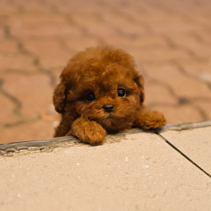 Poodle - Rona (Male) $4800