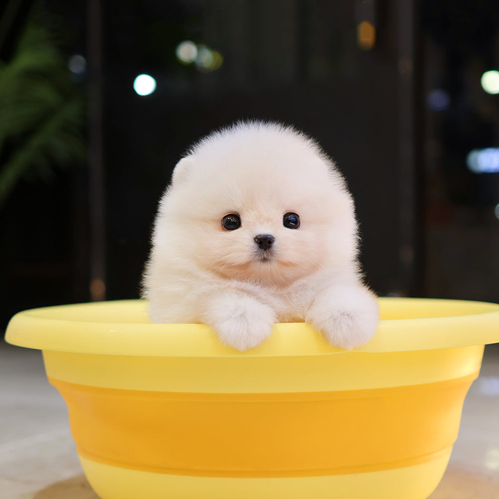 Pomeranian - Ppiyong (Female) $2500