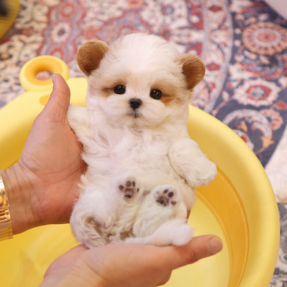 Maltipoo - Hiro (Male) $3300