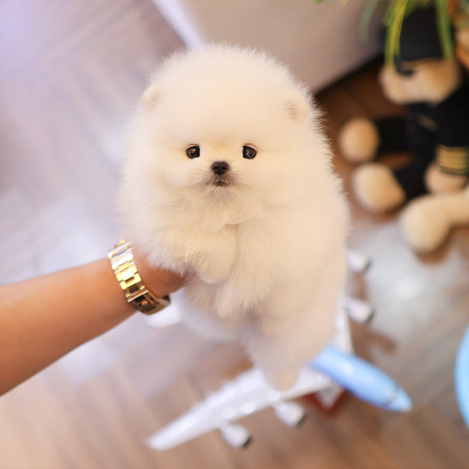Pomeranian - Roro (Male)
