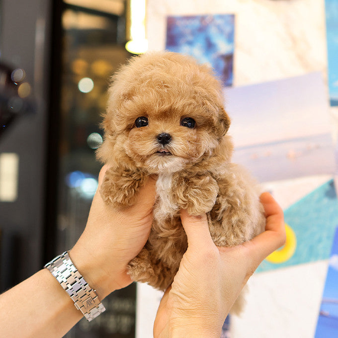 Maltipoo - Gwaja (Female)