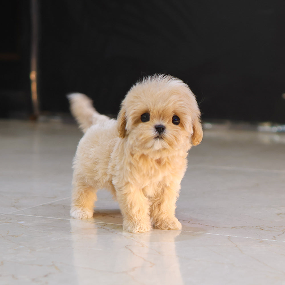 Maltipoo - Riri (Female) $4800