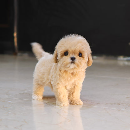 Maltipoo - Riri (Female) $4800