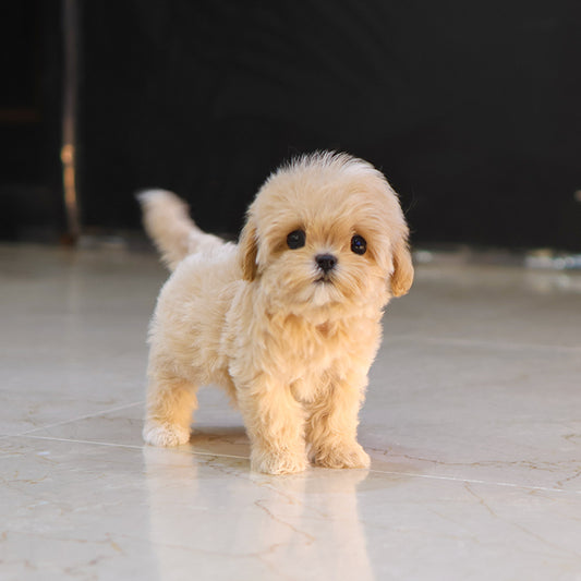 Maltipoo - Riri (Female) $4800