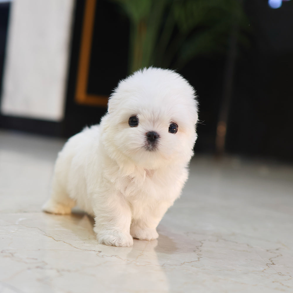 Maltese - Manggu (Female) $3700