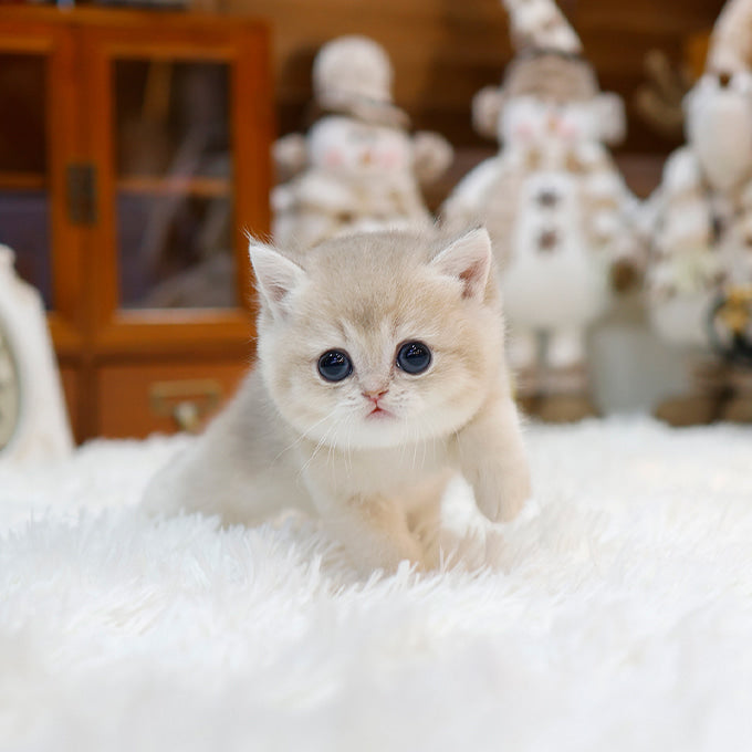 British Shorthair - Masi (Male)