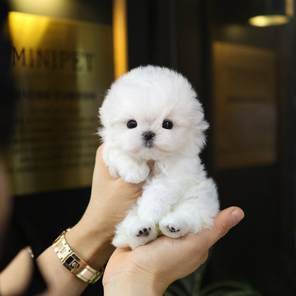 Maltese - Gureum (Female) $5000