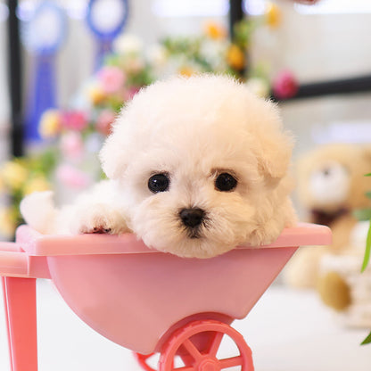 Bichon Frise - Ipeu (Male)