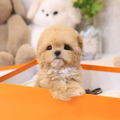 Poodle - Aengdoo (Female)