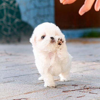 Maltese - Jinri (Female)