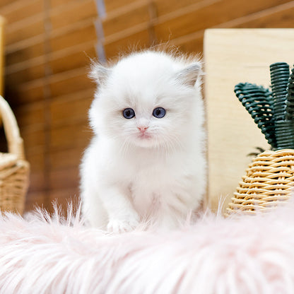 Ragdoll - Karina (Male)