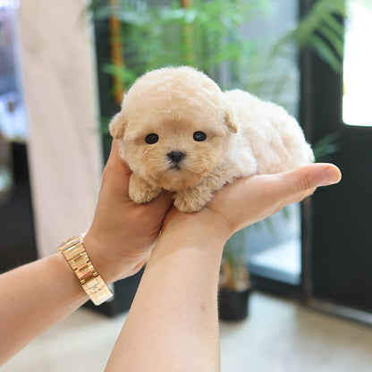 Poodle - Gamja (Female)