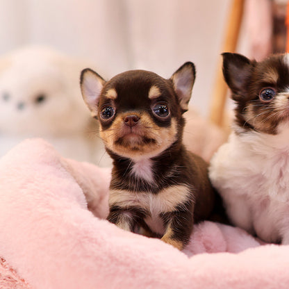 Chihuahua - Menche (Female)