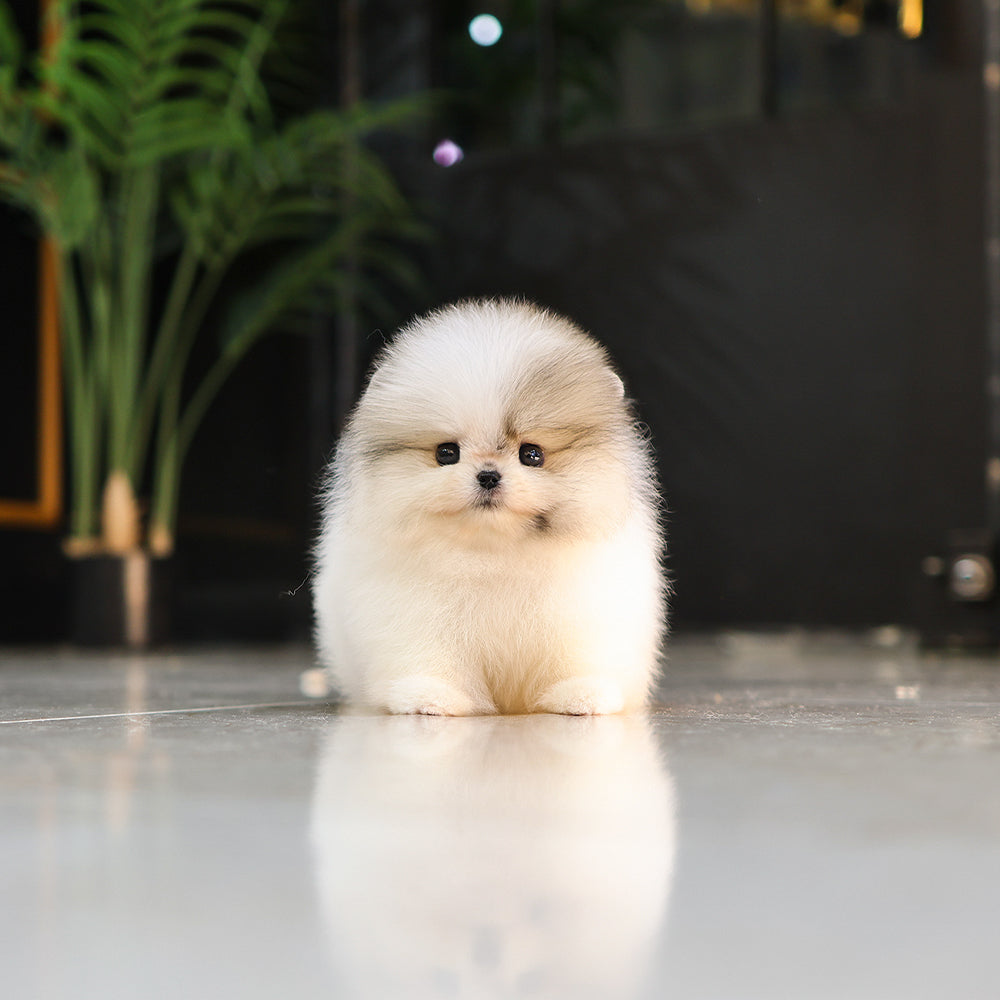 Pomeranian - Alla (Female) $5300